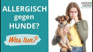 Hund trotz Allergie?   Diese Hunderassen sind allergikerfreundlich!