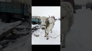 Овощи со своего огорода - это любовь. Ашока Кришна дас