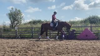 Avalon: 4yr old early dressage training - flatwork skills