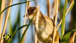 Wildes Brandenburg - Sommer im Nationalpark Unteres Odertal