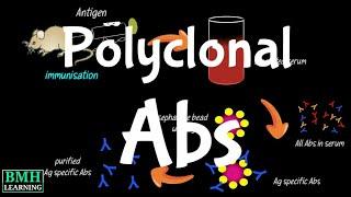 Polyclonal Antibodies | Polyclonal Vs Monoclonal Antibodies | Production Of Polyclonal Antibodies |