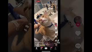 #youtubeshorts #algorithms #funnyanimals #tiktok #funny #funnycats #fyp