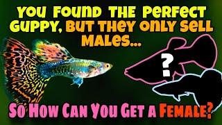 How to Create ANY Type of Guppy, When You Only Have Male Fish From Their Line. Basic Guppy Genetics