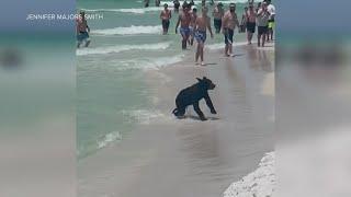 Video: Bear runs, swims at Florida beach