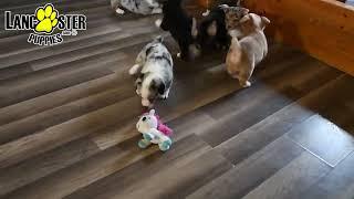 Lively Welsh Corgi Puppies