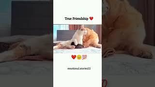 #trending #vlog #myfastvlog #minivlog #video #shortvideo #farming #villagelife #comedy #smachar trdi