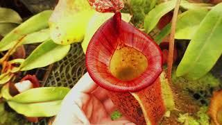 Exotica Plants Lowland tour 9/19!