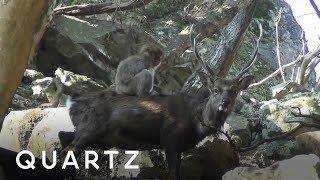 Monkeys are practicing sex on deer
