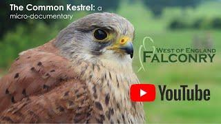 The Common Kestrel: a Micro - Documentary