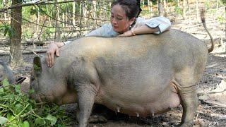 Vang Hoa first performed antenatal care on a giant mother pig about to give birth.