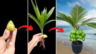 Unique Skil How to grow coconut tree with mini coconut fruits || growing coconut | propagate coconut