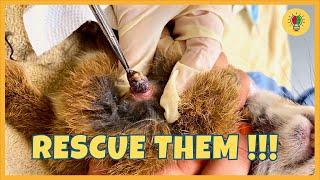 Every Pet Person Must Watch This | Botfly Larvae Removal From Animals | Animal Rescue Video