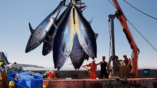 Massive Bluefin Tuna: Catches Fishing and Processing Millions of Bluefin Tuna