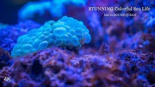 The Ocean 4K - Scenic Wildlife Film -| Quran background | Surah al mulk