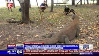 Wisata Pulau Komodo