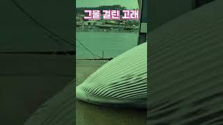 그물 걸린 밍크고래 바다에 로또라지만 ㅠㅠ