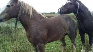 Horse Breeding Farm in US | Simple Equine Farm Part 2