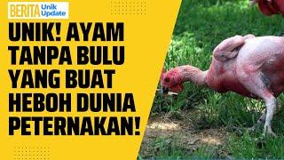 Ayam Tanpa Bulu Lucu Ini Bikin Heboh Dunia Peternakan | Berita Unik Update