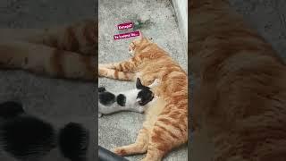 kucing oren barbar  | kucing oren random  #kucing #kucinglucu #kucingoren #fyp #kucingkampung