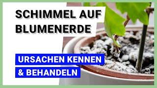 Ursachen für Schimmel auf Blumenerde kennen und behandeln