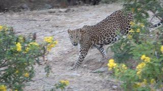 The Indian Leopard - a short video