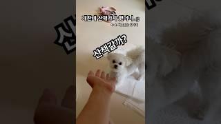 개한테 산책가자 했더니…;; #강아지 #말티푸 #말티즈 #말티즈는참지않긔 #멍미르 #버릇 #사나운 #개 #short #shorts #shortvideo