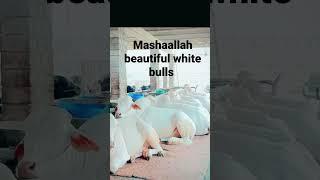 Mashaallah beautiful white bulls #bulls#viral #trending #shorts #ytshorts