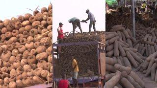 Biggest Yam Market In The World Located In Benue State, Nigeria - Zaki Biam International Market