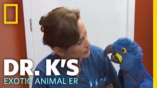 The Big Blue Bird | Dr. K's Exotic Animal ER