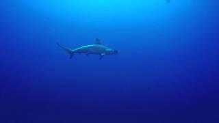 Daedalus reef Hammerheads