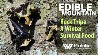 EDIBLE MOUNTAIN - Rock Tripe A Winter Survival Food