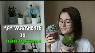 Как ухаживать за кактусами // Как поливать кактусы? // ВСЕ кактусы цветут