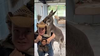 Kangaroo Chokes Out Little Man #funny #kangaroo #animals #fight