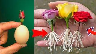 "Propagation of Rose Plant from Cuttings in an Orange: A Step-by-Step Guide"