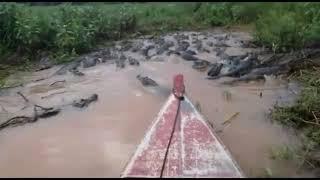 Thousands of alligators in Brazil Pantanal - Milhares de Jacarés no Pantanal