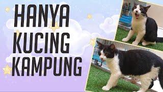 Biaya Perawatan Kucing Kampung Agar Bulunya Lebat