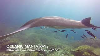 Oceanic Manta Rays at Cleaning Station Misool Eco Resort Raja Ampat