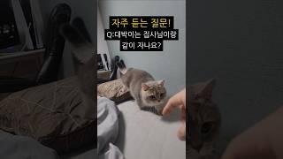대박이는 집사님이랑 같이 자나요?