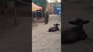 viral short viral video shorts #shortsviral #bhawesh Raj #ronak Raj #sunita bhawesh