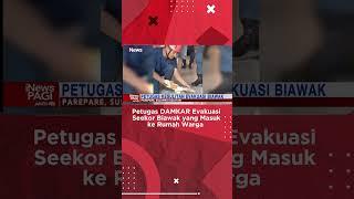 Petugas DAMKAR Evakuasi Seekor Biawak yang Masuk ke Rumah Warga di Sulsel