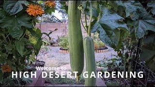 Welcome to My Desert Garden!