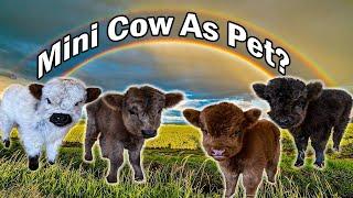 Mini Cow As Pet?