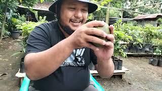 rasa alpukat Cipedak memang menggoda