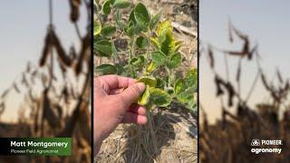 Yellowing in Soybeans? Could be Soybean Cyst Nematode Pressure