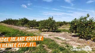 Pick an Orange at Ridge Island Groves - Haines City, FL