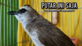 trucukan gacor TARUNG ROPEL PANJANG pancingan trucukan agar bunyi JADIKAN burung trucuk gacor NYAUT