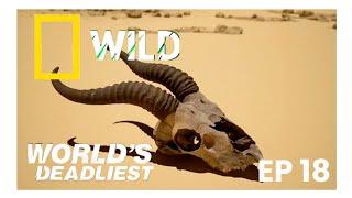 The Most Dangerous History In The World #wildlife #nature #natgeowild #animalplanet