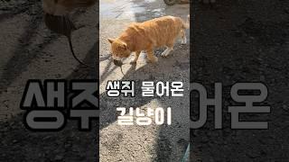 길냥이 가지의 보은 (Feat. 생쥐) #길냥이 #길고양이 #고양이 #생쥐 #쥐