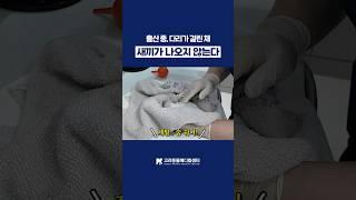 가정 출산 중 다리가 걸린 채 병원에 온 강아지 #강아지출산 #고려동물메디컬센터  #동물병원