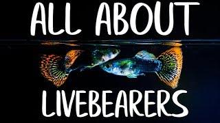 LIVEBEARER FISH - Guppy Fish - Platys - Endler Guppies - Mollies - Goodieds